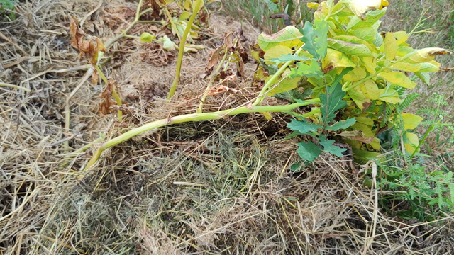 découvrons ensemble ce qui se cache sous un pied de pommes de terre Ulysse qui a poussé dans le foin : de belles patates violettes!