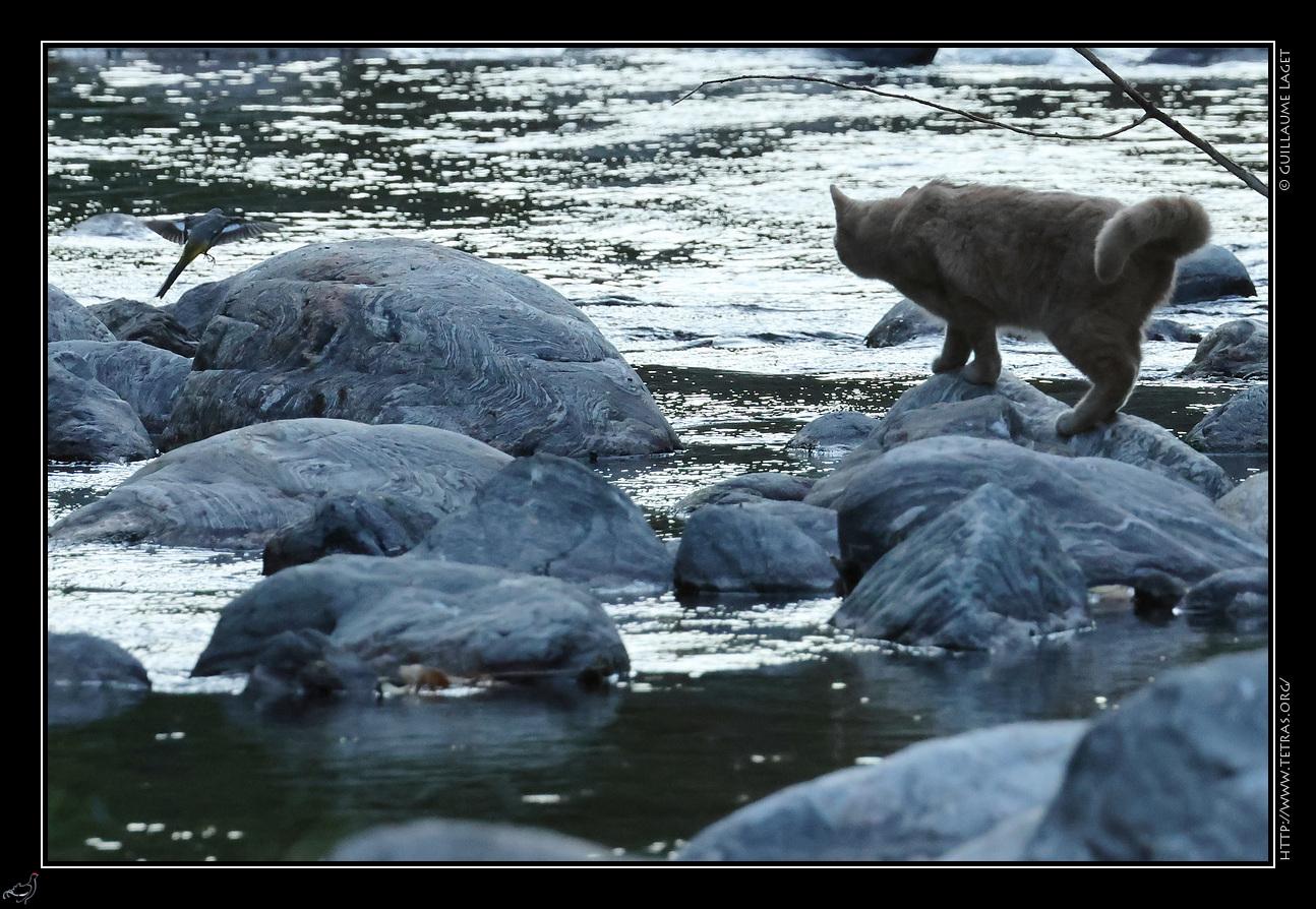 Un chat et une bergeronnette sur des rochers au dessus de l'eau