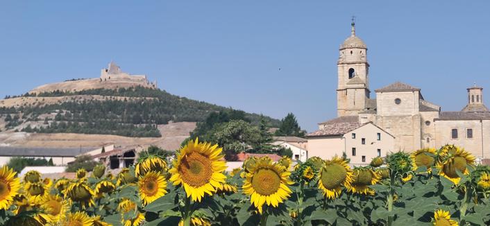 ciel bleu, ruines d'un château sur une colline au loin à gauche, chapelle à droite, tournesols en premier plan