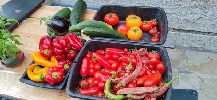 tomates beefsteak, ananas, rose de berne, Marmande, cœur de bœuf, san marzano, datterini, miel du Mexique, cerisette brin de muguet, concombres Tanja, courgettes black beauty, aubergine monstrueuse de New-York, poivrons quadrato di Astia, rond de Hongrie, corne de taureau jaune, paprika de Macédoine, paprika de Hongrie.