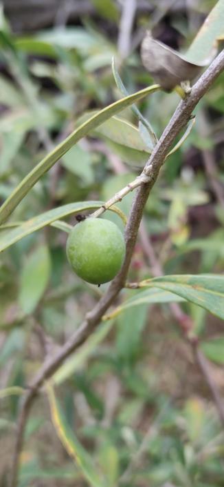 gris plan sur une olive d'un jeune olivier.