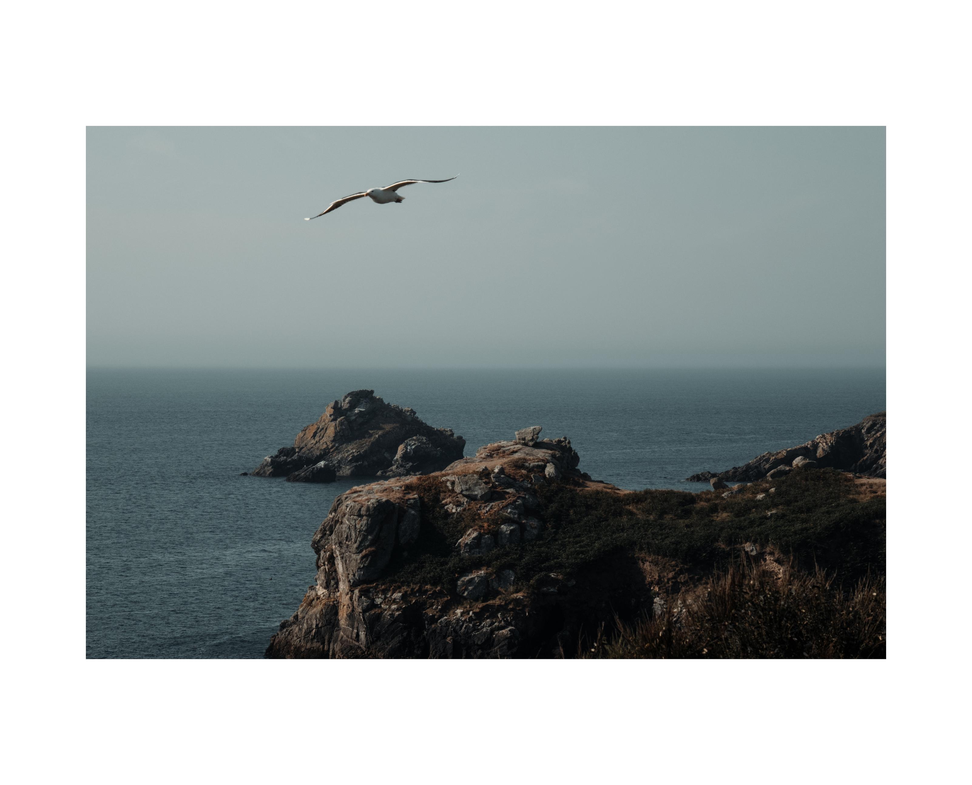 A seagull flying over the shore with a calm sea