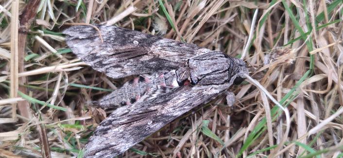 Grand papillon dans l'herbe vu du dessus