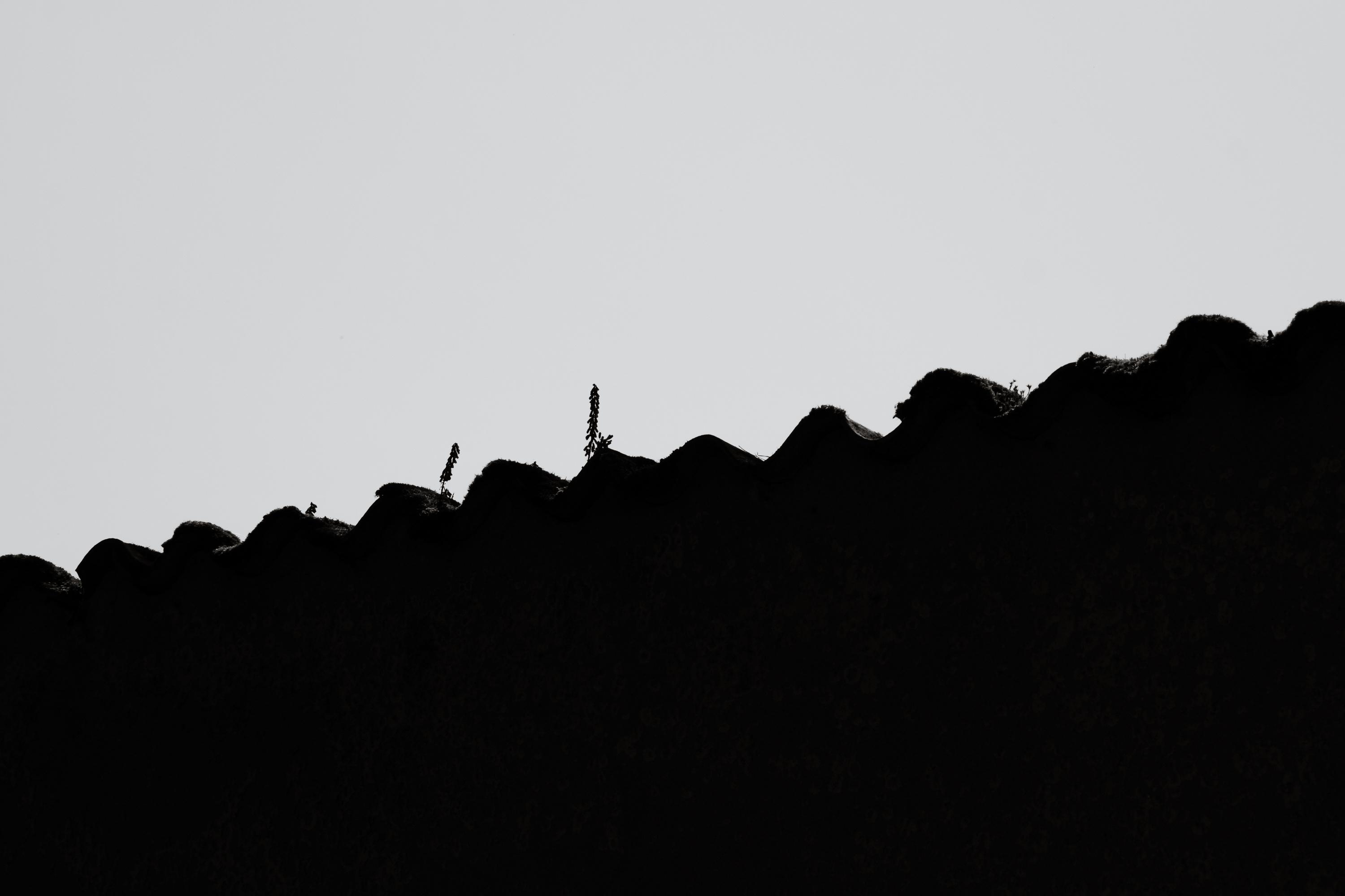 Roof with growing flora in black and white