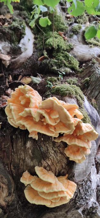 champignons jaune orangé sur une souche de châtaignier. inaturalist les identifient comme étant une tramète pubescente, mais j'ai des doutes.