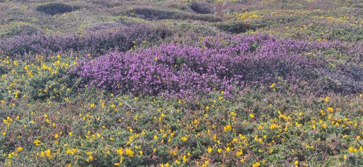 tapis d'ajoncs et de bruyères en fleur sur la côte sauvage au nord d'Ouessant