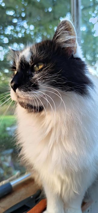 Oskar, chat noir et blanc est assis sur le rebord de la véranda. il regarde dehors. le soleil vespéral éclaire son poitrail blanc et ses yeux dorés. le noisetier à l'extérieur en arrière-plan apparaît flou.