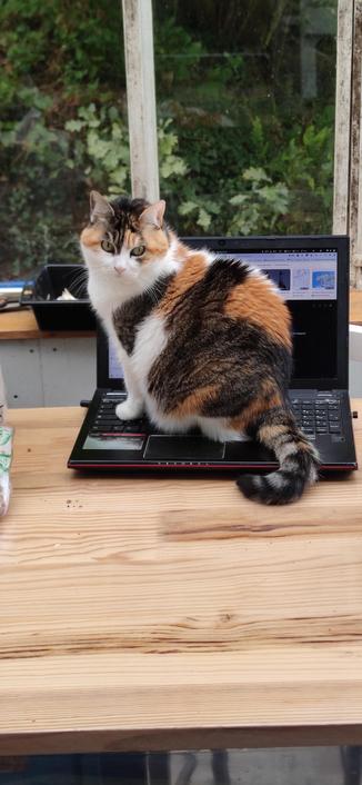 Pimprenelle, chatte couleur écaille de tortue, est assise sur le clavier d'un ordinateur portable allumé, posé sur la table de la véranda. elle me regarde, l'air interrogateur : kestuvafer ? (en français, "Qu'est-ce que tu va faire?")
