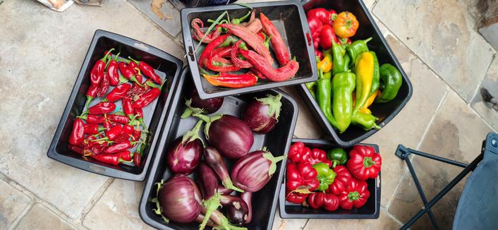 cinq auges remplies d'aubergines, poivrons, piments
